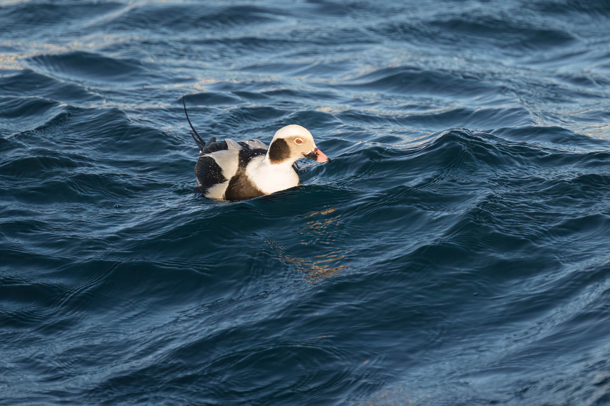 Varanger 25 Arne Berneklint Photography