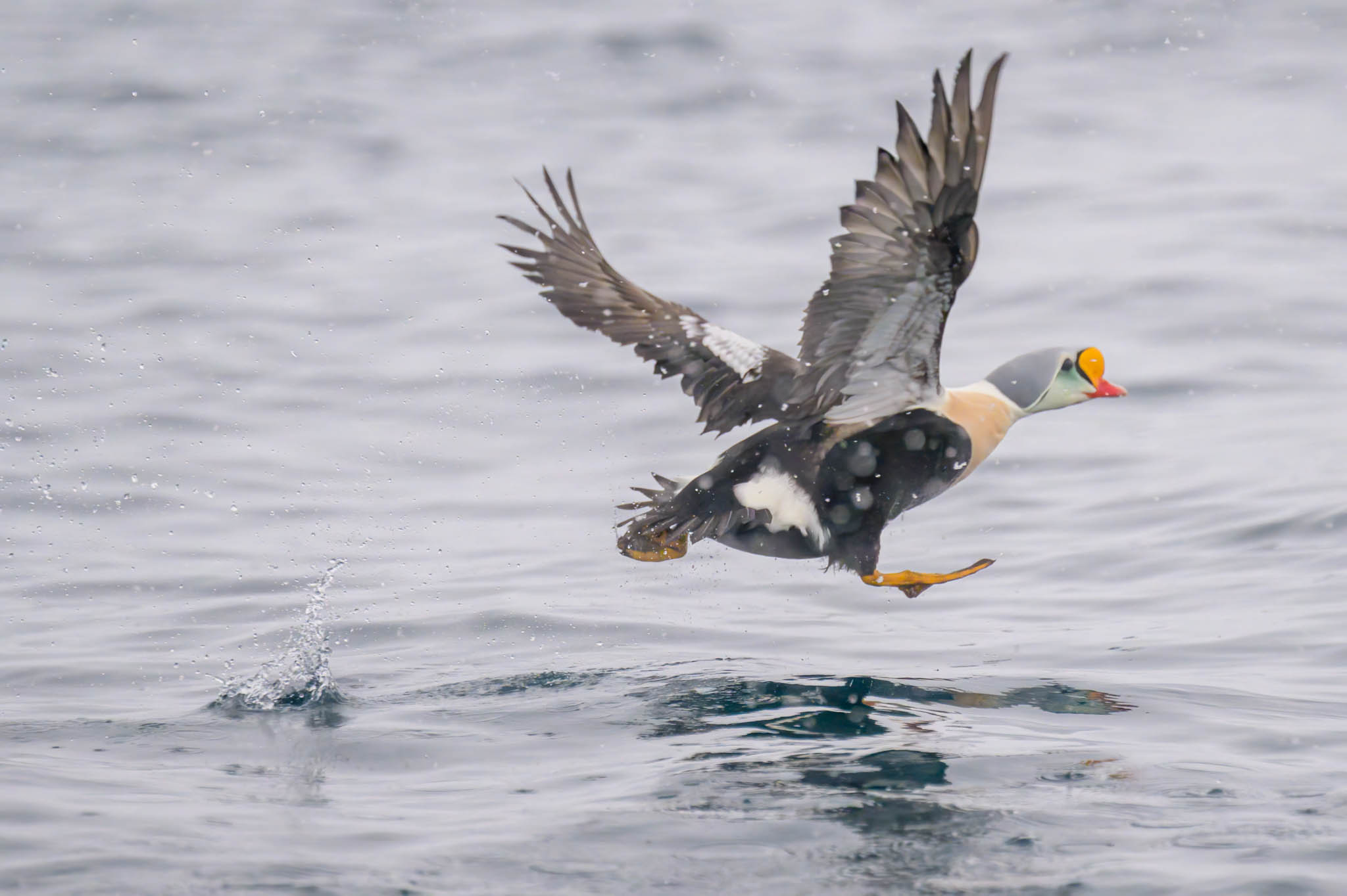 Varanger 55 Arne Berneklint Photography